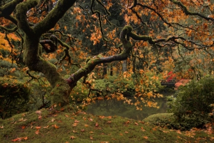 Picture of GOLDEN FALLS AT THE GARDEN