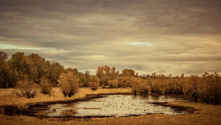 Picture of LATE AUTUMN POND