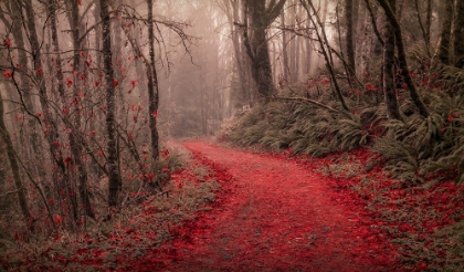 Picture of THROUGH THE RED WOODS