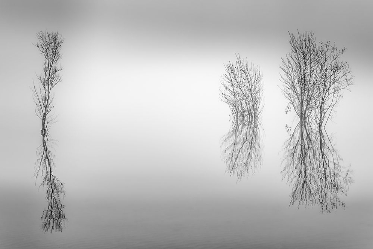 Picture of WETLAND TRANQUILITY