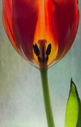 Picture of BRIGHT TULIP