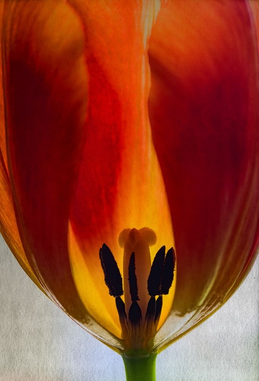 Picture of BIG TULIP