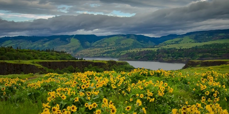 Picture of SPRING BURSTS ALONG THE COLUMBIA