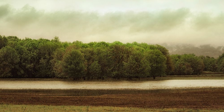 Picture of WETLAND TREES