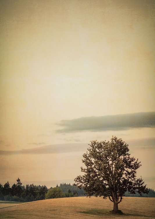 Picture of TREE IN THE ROLLING FIELD