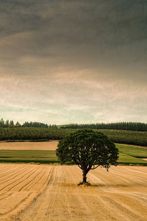 Picture of LONE TREE IN THE AUTUMN FIELD