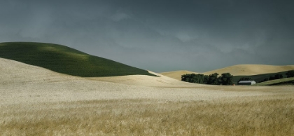 Picture of FLOWING WHEAT