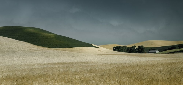 Picture of FLOWING WHEAT