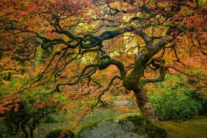 Picture of AUTUMN MORNING ALONG THE POND