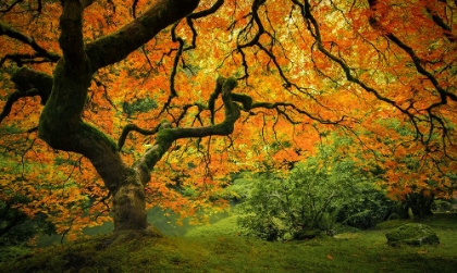 Picture of AUTUMN IN THE GARDEN