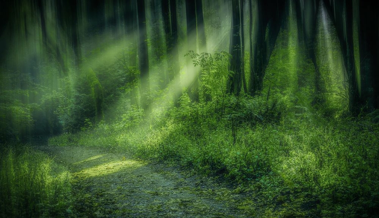 Picture of FOREST LIGHT STREAMS