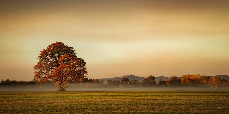 Picture of TOUCHED BY FOG