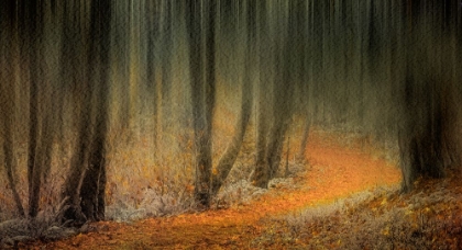 Picture of CARPETED FOREST