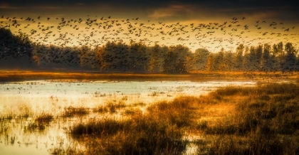 Picture of SKY FULL OF GEESE