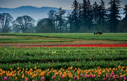 Picture of TRACTOR IN THE FIELD OF TULIPS