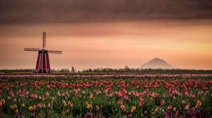 Picture of WINDMILL AND TULIPS