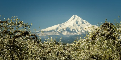 Picture of MT HOOD IN BLOSSOM