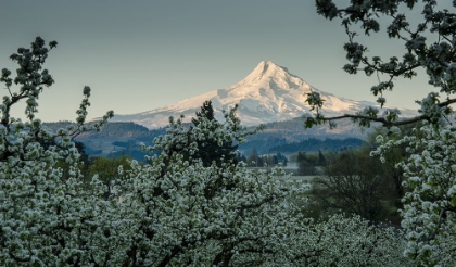 Picture of SURROUNDED BY PEAR BLOSSOMS