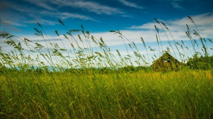 Picture of BARN THROUGH THE TALL GRASSES