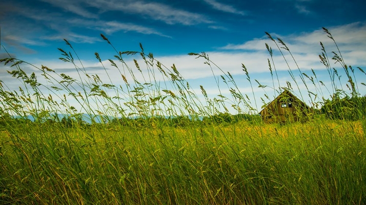 Picture of BARN THROUGH THE TALL GRASSES