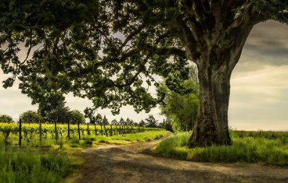 Picture of WINDING THROUGH THE VINEYARD