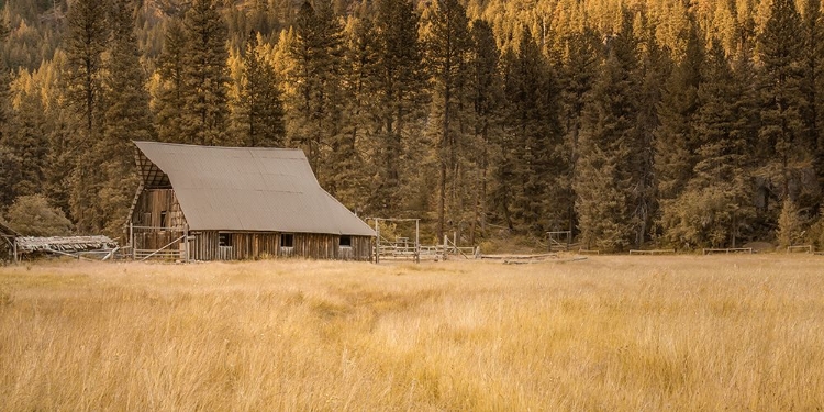 Picture of OLD BARN IN THE WILDERNESS