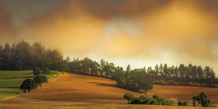 Picture of FARMHOUSE IN WINE COUNTRY