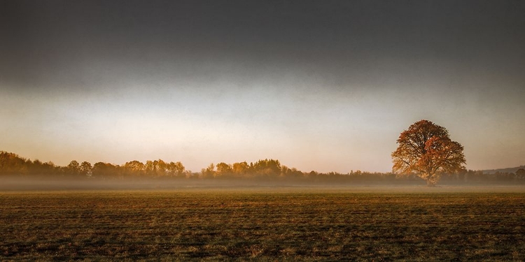 Picture of A WISP OF FOG IN THE FIELD