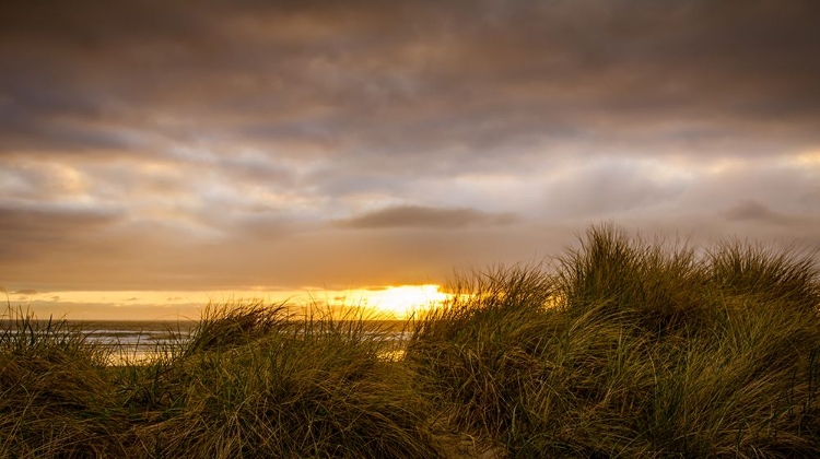 Picture of SUNSET THROUGH THE DUNES