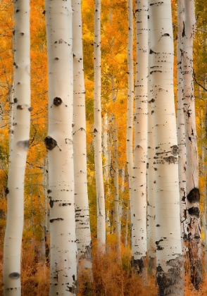 Picture of ASPENS IN AUTUMN