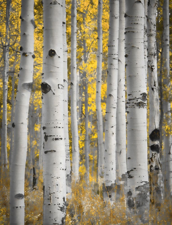 Picture of ASPENS IN THE FOREST