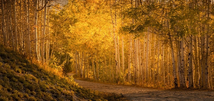 Picture of ASPENS IN THE FADING SUNLIGHT