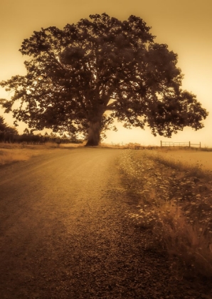 Picture of THE TREE AT THE END OF THE ROAD