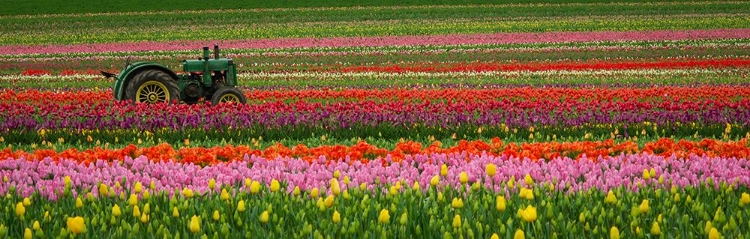 Picture of TRACTOR IN THE TULIPS