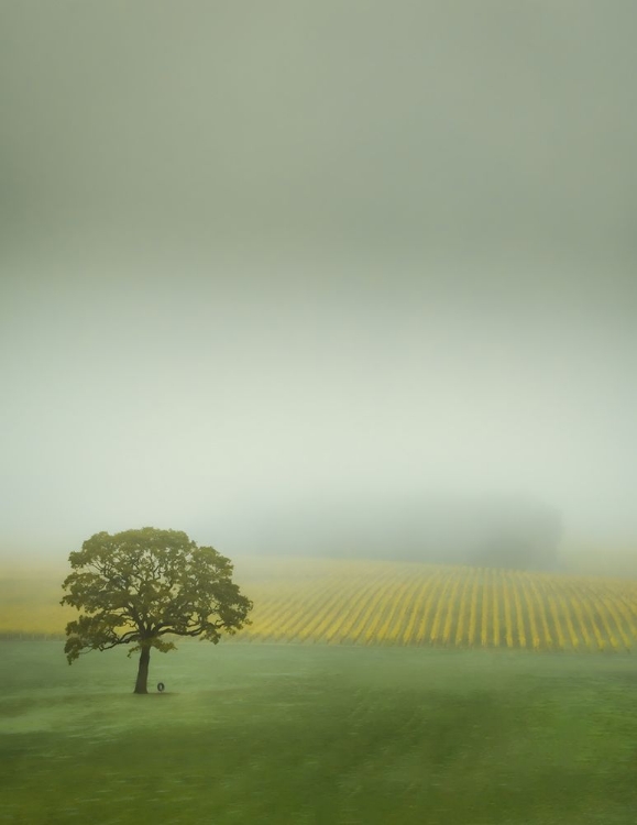 Picture of LONE TREE IN THE VINEYARD