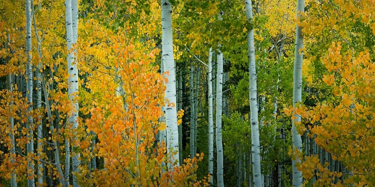 Picture of ASPEN GROVE IN AUTUMN