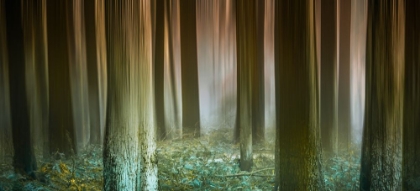 Picture of MISTY WOODS