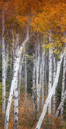 Picture of SLENDER ASPENS