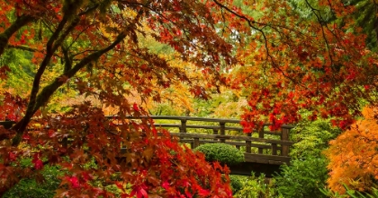 Picture of MOON BRIDGE AUTUMN SERENADE