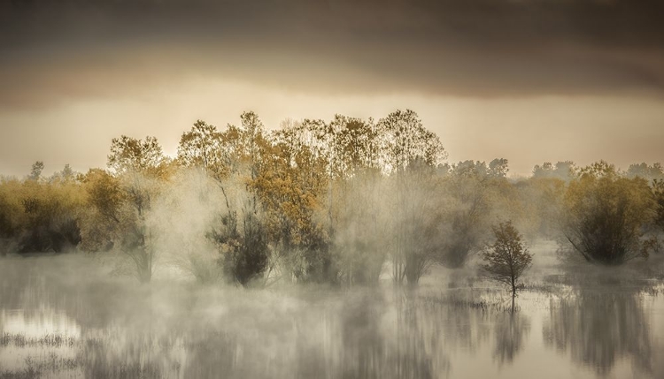 Picture of ON A POND