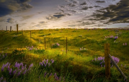 Picture of WILDFLOWER MEADOW