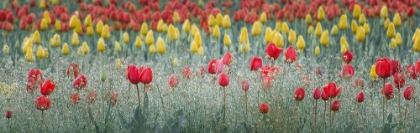 Picture of DANCING TULIPS I