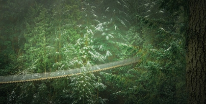 Picture of BRIDGE ACROSS THE FOREST