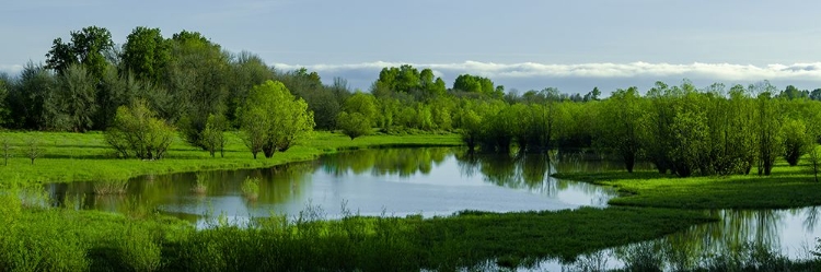 Picture of LUSH SPRING WETLAND