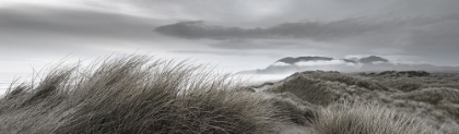 Picture of COASTAL DUNES AT DUSK