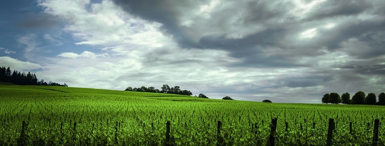 Picture of ROLLING VINYARD