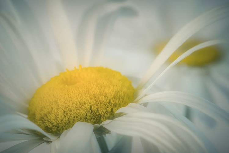 Picture of SOFT DAISIES