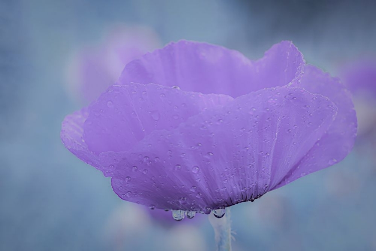 Picture of PURPLE POPPY