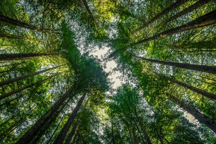 Picture of REDWOOD CANOPY I