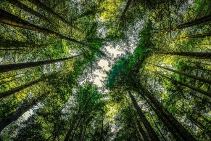 Picture of REDWOOD CANOPY II